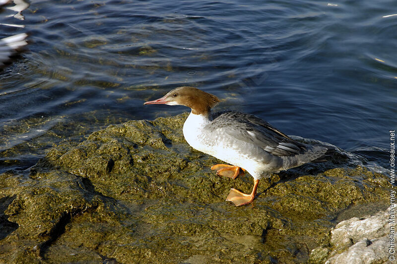 Common Merganser female adult