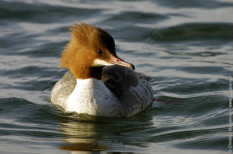 Common Merganser female adult