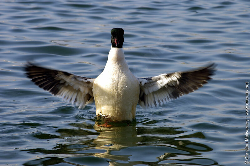 Common Merganser male adult