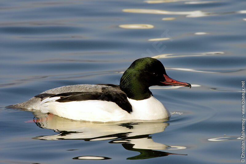 Common Merganser male adult