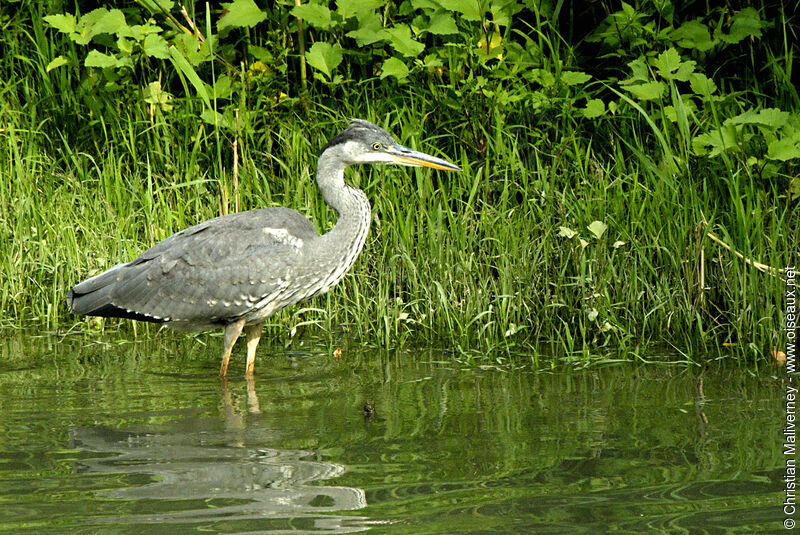 Grey Heronimmature