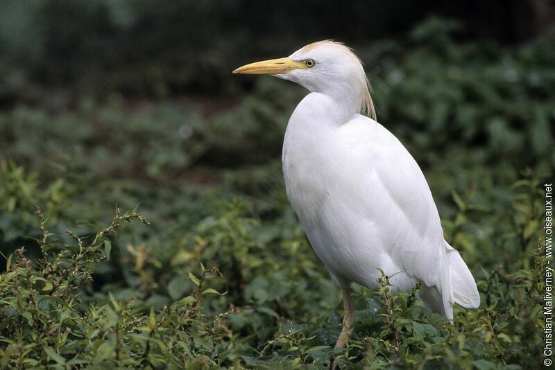 Western Cattle Egretadult