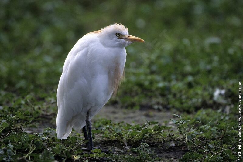 Western Cattle Egretadult