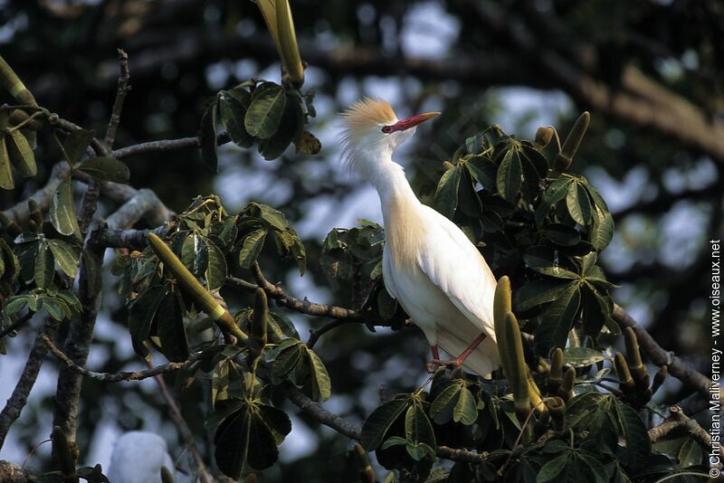 Western Cattle Egretadult breeding