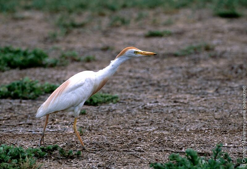 Western Cattle Egretadult