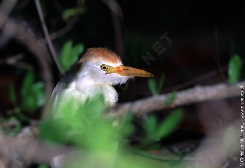 Western Cattle Egretadult