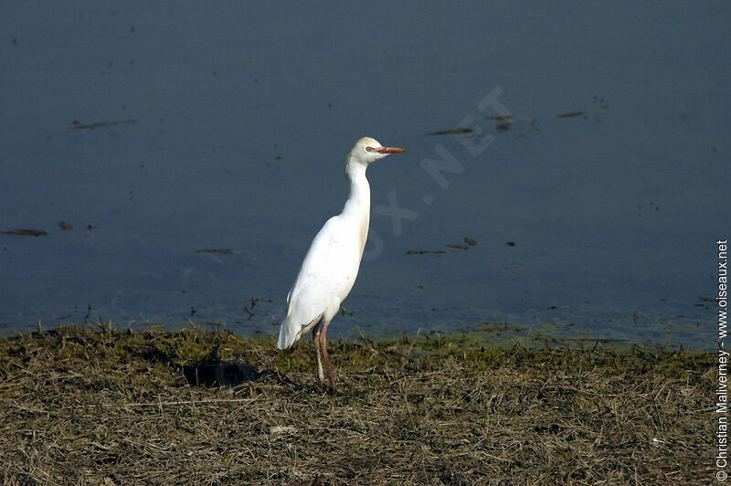 Western Cattle Egretadult