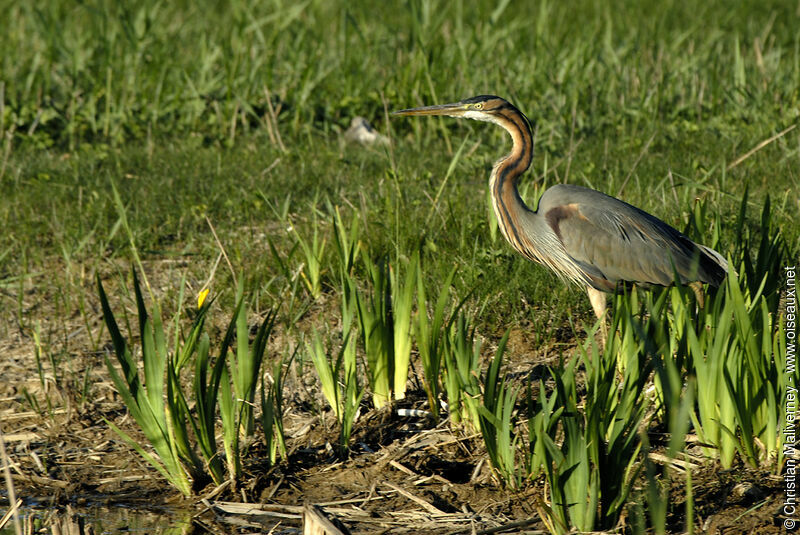 Purple Heronadult breeding