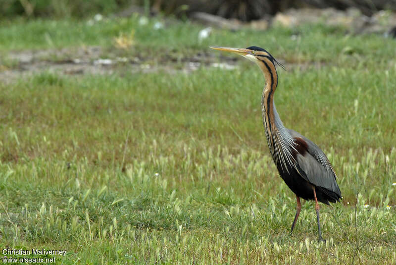 Purple Heronadult breeding, identification