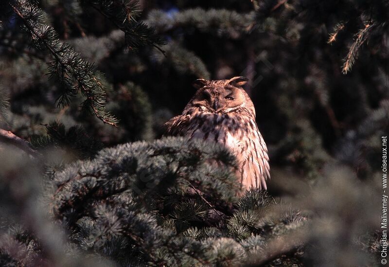 Hibou moyen-ducadulte internuptial