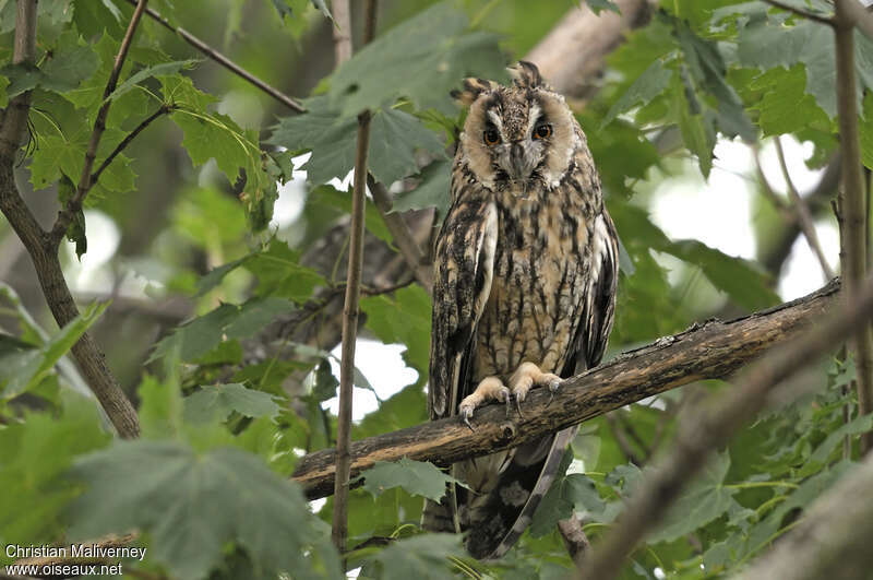 Long-eared Owladult, identification