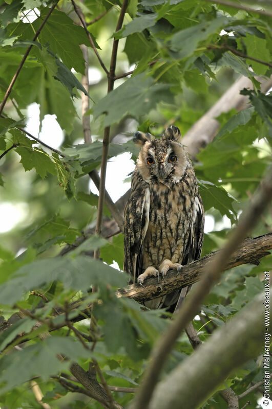 Long-eared Owladult, identification