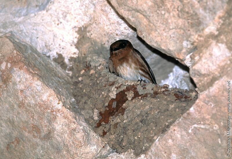 Cave Swallowadult