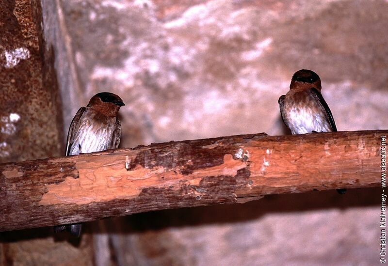 Hirondelle à front brunadulte