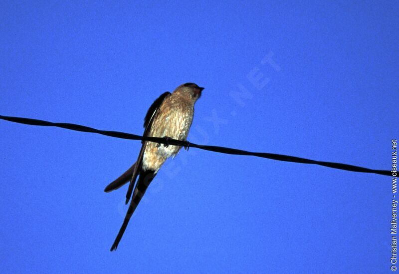 Red-rumped Swallowadult