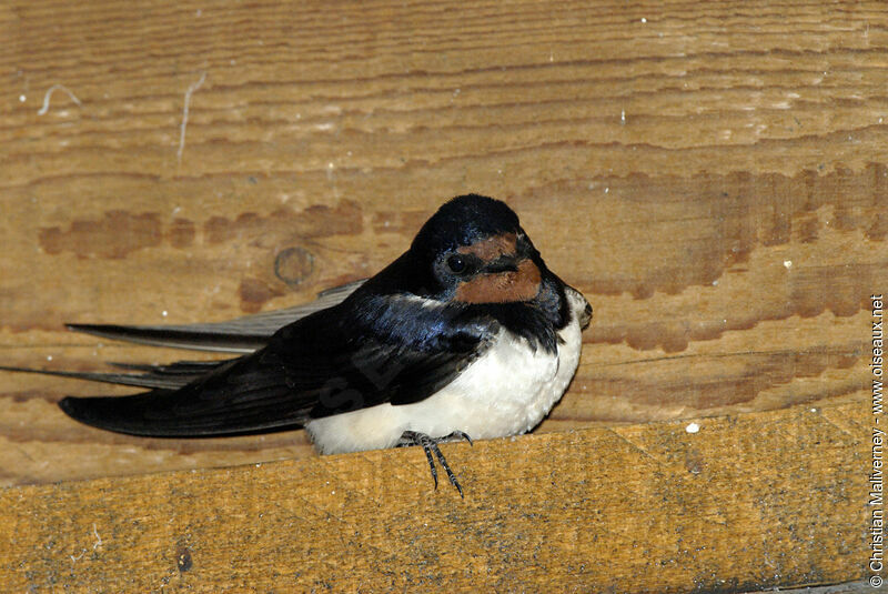 Hirondelle rustiqueadulte