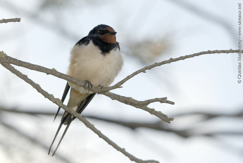 Hirondelle rustiqueadulte, identification