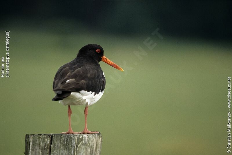 Huîtrier pieadulte nuptial, identification