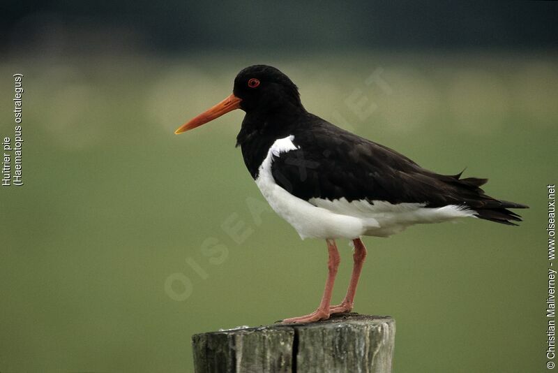 Eurasian Oystercatcheradult breeding, identification