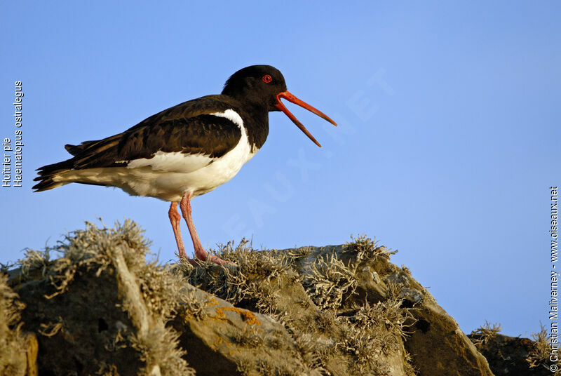 Eurasian Oystercatcheradult breeding, identification, song