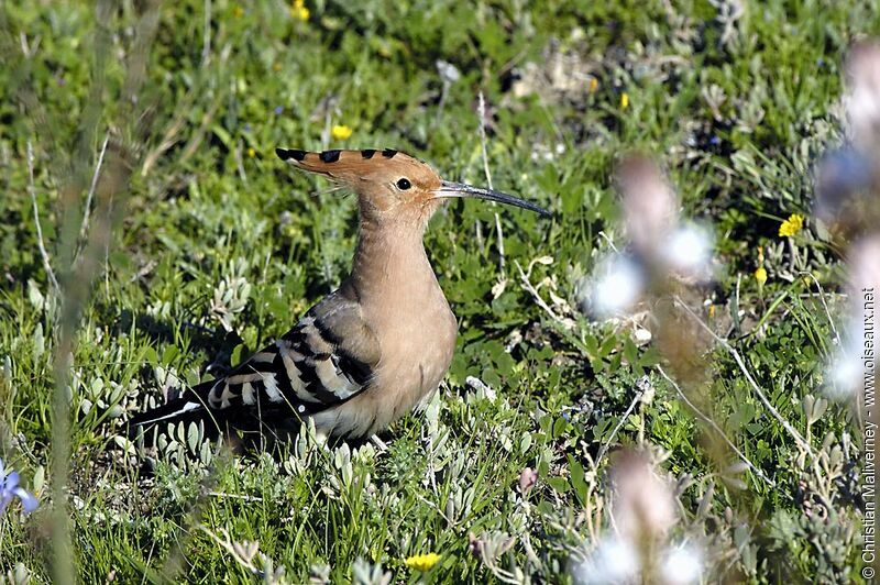 Eurasian Hoopoeadult