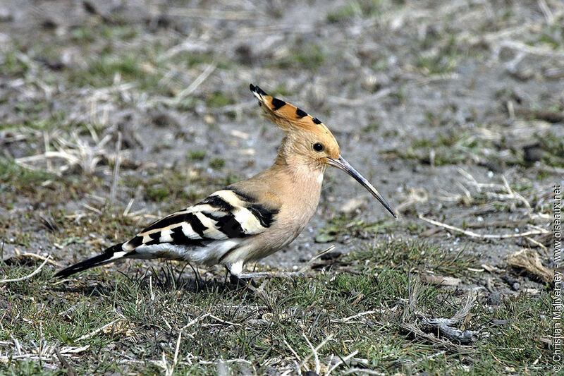 Eurasian Hoopoeadult