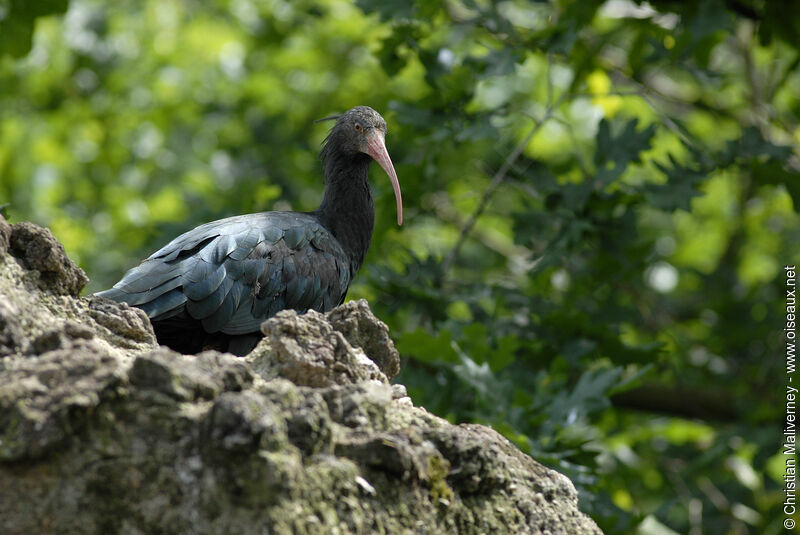 Northern Bald Ibisadult, identification