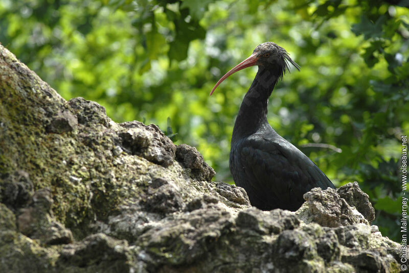 Ibis chauveadulte, identification