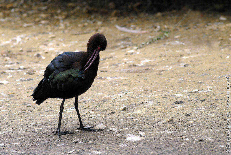 Ibis falcinelleadulte