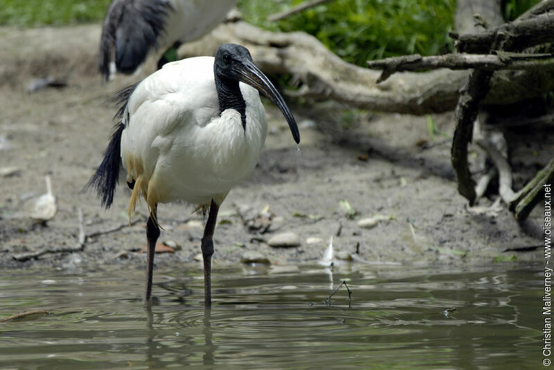 Ibis sacréadulte, identification