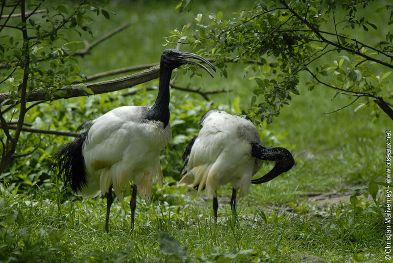 African Sacred Ibisadult, song, Behaviour