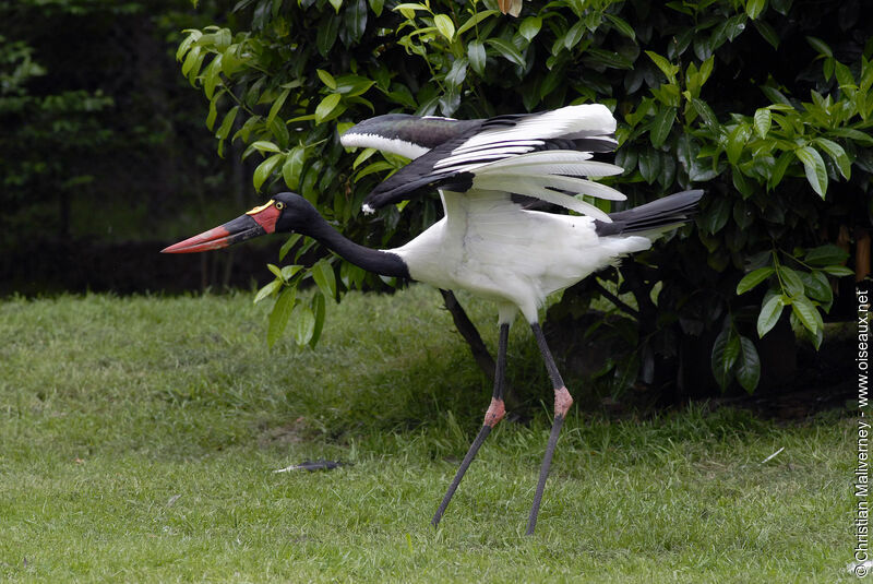 Saddle-billed Stork female adult, identification