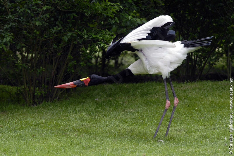 Jabiru d'Afrique mâle adulte, identification