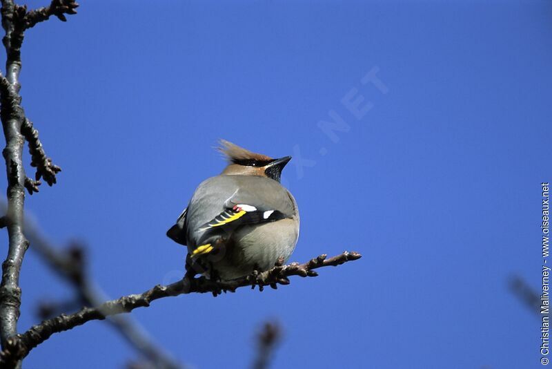 Bohemian Waxwingadult