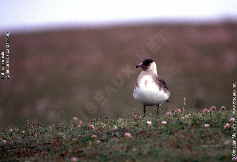 Parasitic Jaegeradult breeding, identification