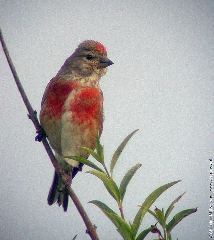 Common Linnetadult breeding