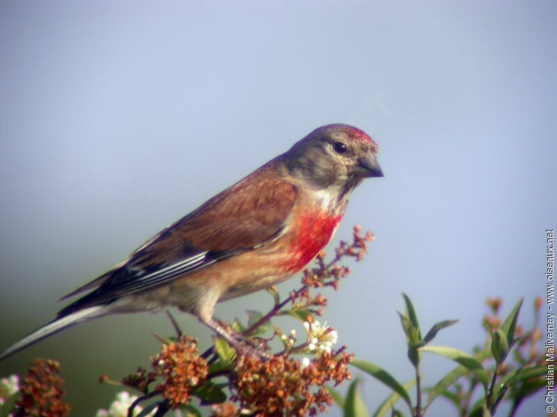 Common Linnetadult breeding