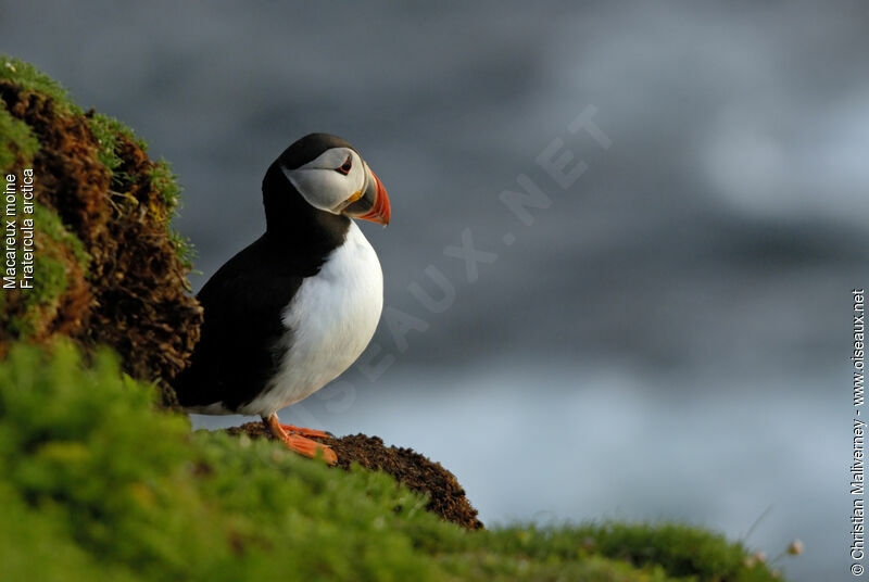 Atlantic Puffinadult breeding, identification