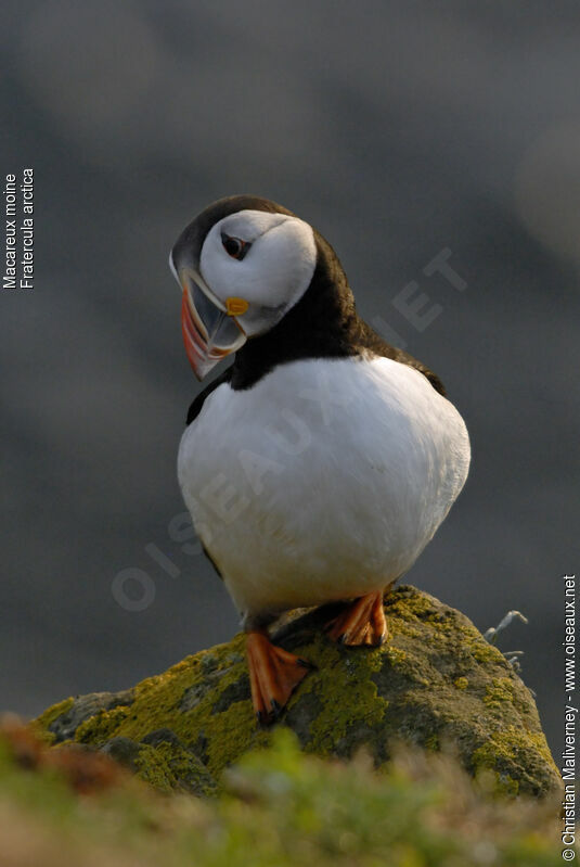 Atlantic Puffinadult breeding, identification