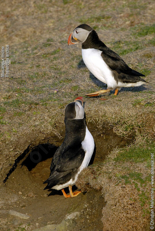 Atlantic Puffinadult breeding, identification