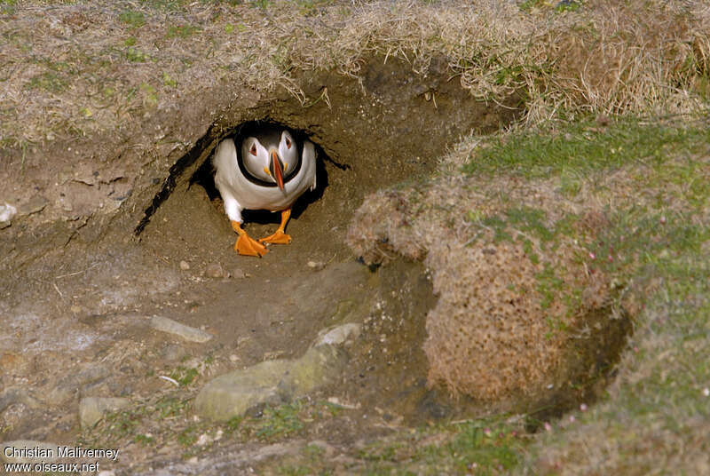 Atlantic Puffinadult breeding, identification, Reproduction-nesting, Behaviour