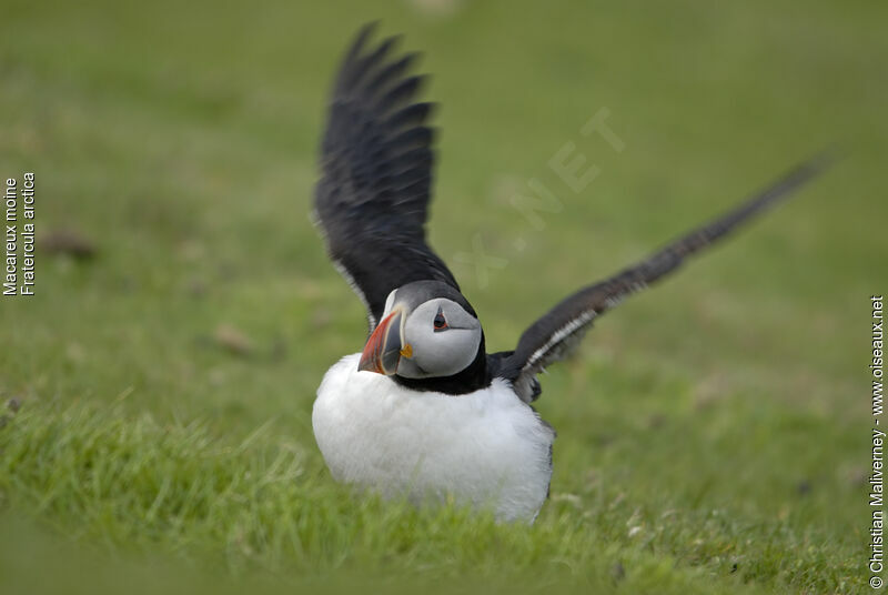 Atlantic Puffinadult breeding, identification