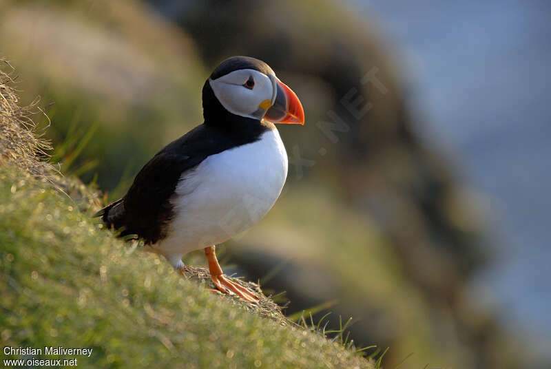 Atlantic Puffin male adult breeding, close-up portrait