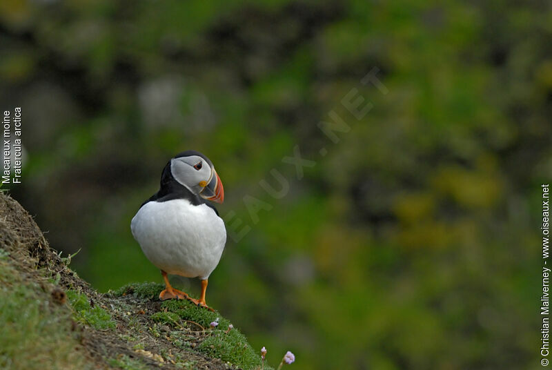 Atlantic Puffinadult breeding, identification