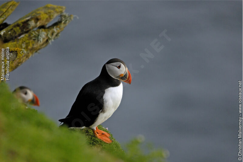 Atlantic Puffinadult breeding, identification