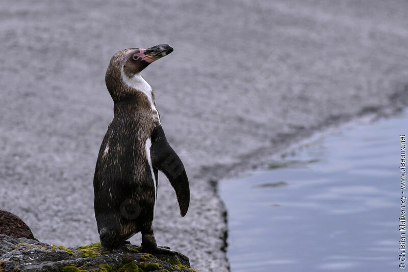 African Penguinadult, identification