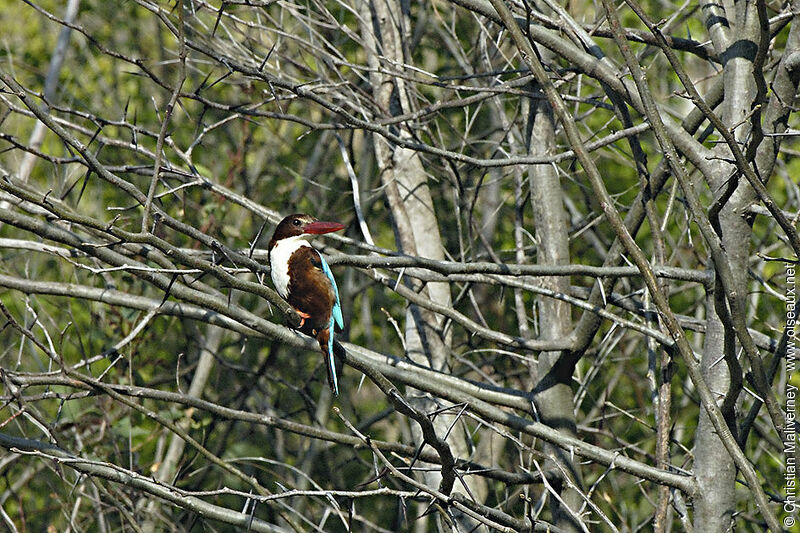 White-throated Kingfisheradult