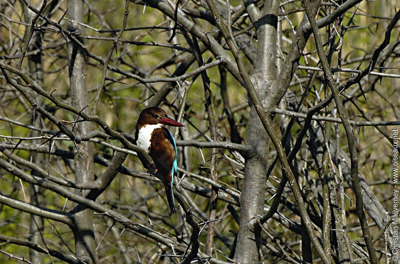 White-throated Kingfisheradult