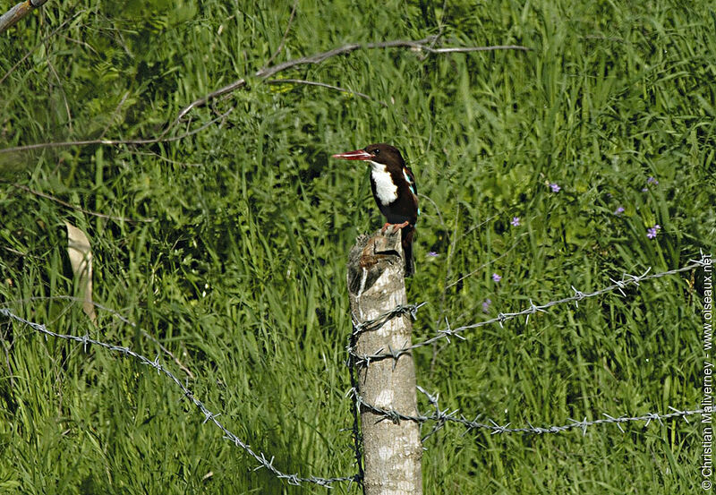 White-throated Kingfisheradult