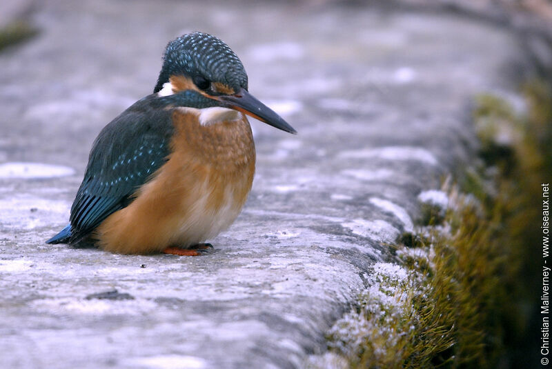 Martin-pêcheur d'Europe femelle adulte, identification